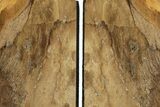 Petrified Wood Bookends - Oregon #202309-2